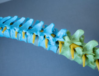 Image of a model spinal cord in blue and green.
