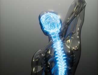 Spine illustration used by Board certified Denver neurosurgeons in a spine center.